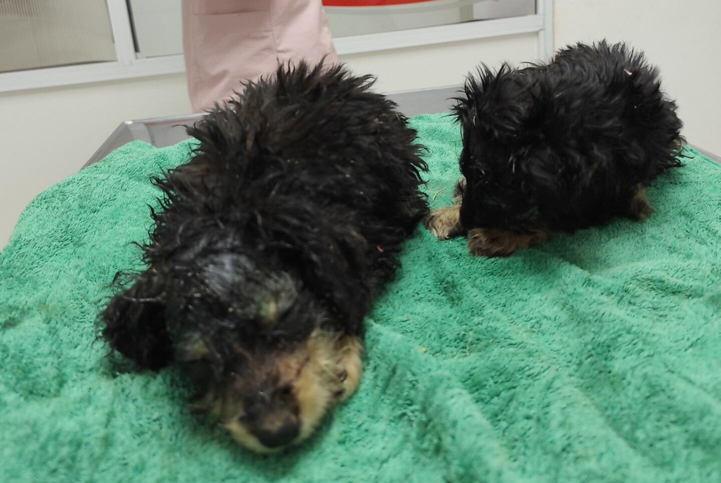 Corazón de Trapo Arroyito