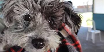 Jornada de castración en ARPA