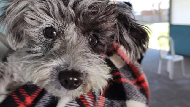 Jornada de castración en ARPA