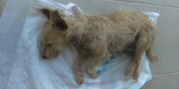 Encontraron a un perro abandonado en medio de la Ruta 5 muy enfermo.