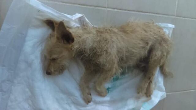 Encontraron a un perro abandonado en medio de la Ruta 5 muy enfermo.