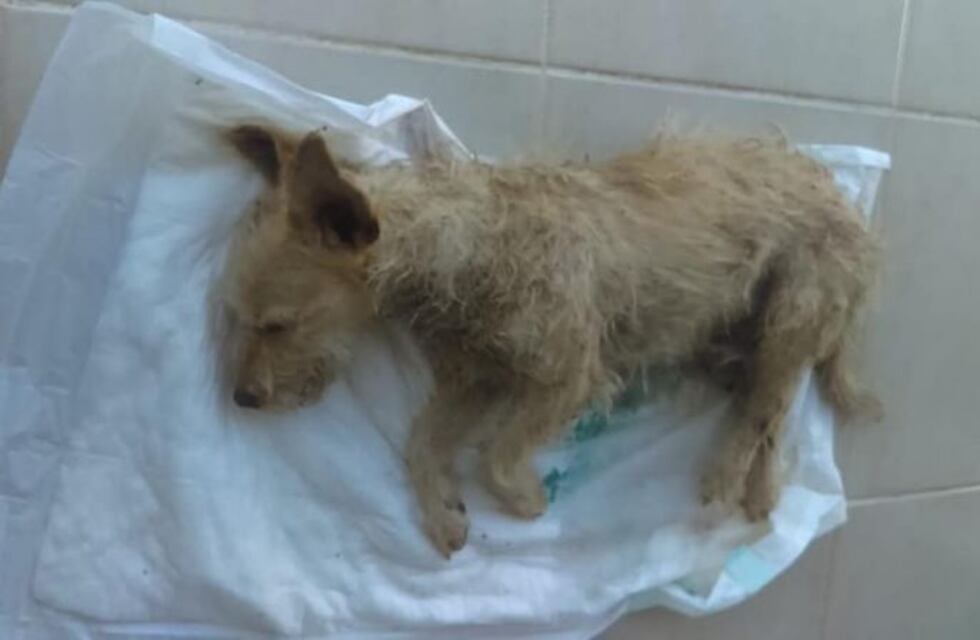 Encontraron a un perro atado en un poste en medio de la Ruta 5 muy lastimado y piden ayuda para curarlo