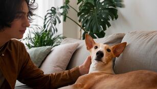 Cómo controlar las pulgas y alejarlas de nuestras mascotas.
