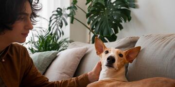 Cómo controlar las pulgas y alejarlas de nuestras mascotas.