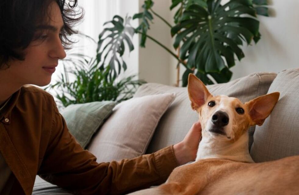 Cómo controlar las pulgas y alejarlas de nuestras mascotas