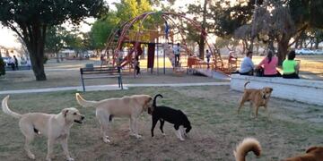 Corazón de Trapo Arroyito perra en celos