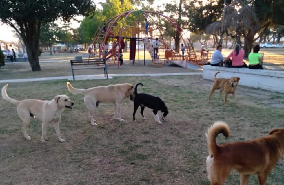 Corazón de Trapo exigió que el Municipio cumpla con las promesas sobre las castraciones