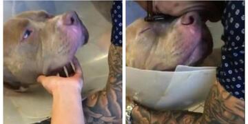 Viajó 1000 km para reencontrarse con su perro y tuvo el final más feliz