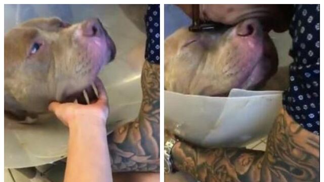 Viajó 1000 km para reencontrarse con su perro y tuvo el final más feliz