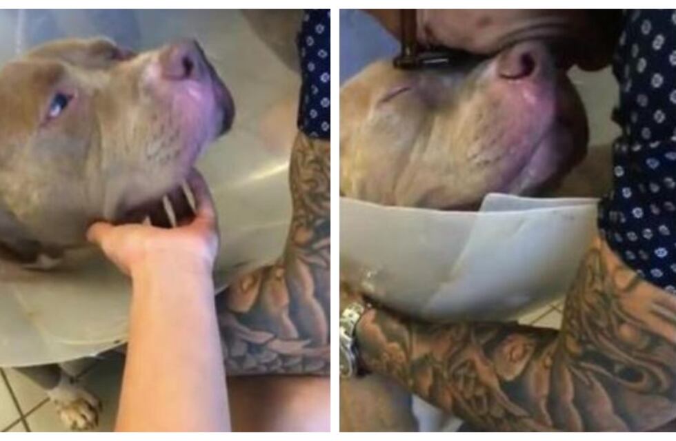 Hace tres años le robaron a su perro y viajó 1000 km para buscarlo: el final más feliz que se volvió viral