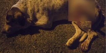 Pura crueldad: un hombre acuchilló y asesinó a un perro en Tapalqué