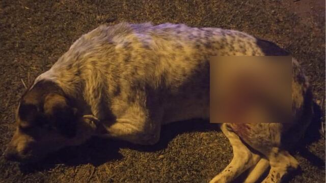 Pura crueldad: un hombre acuchilló y asesinó a un perro en Tapalqué