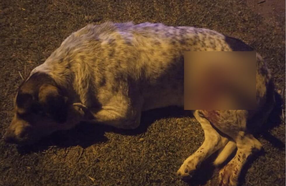 Pura crueldad: un hombre acuchilló y asesinó a un perro en Tapalqué