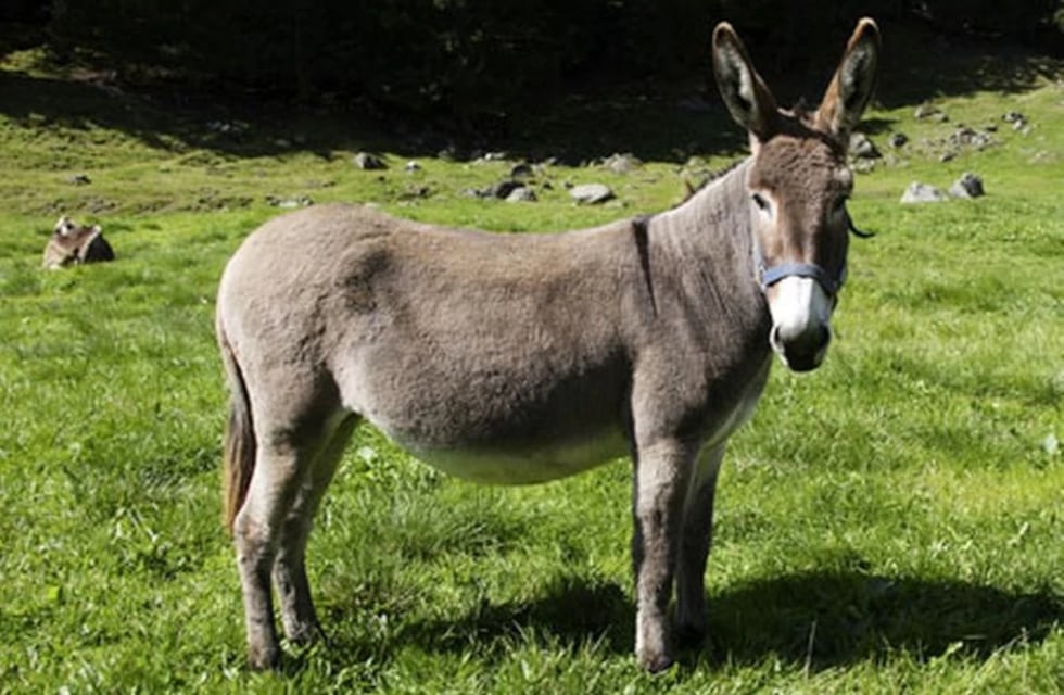 “Ricardito”, el burro mascota que salvó a más de 20 asnos de ser sacrificados ilegalmente en Salta