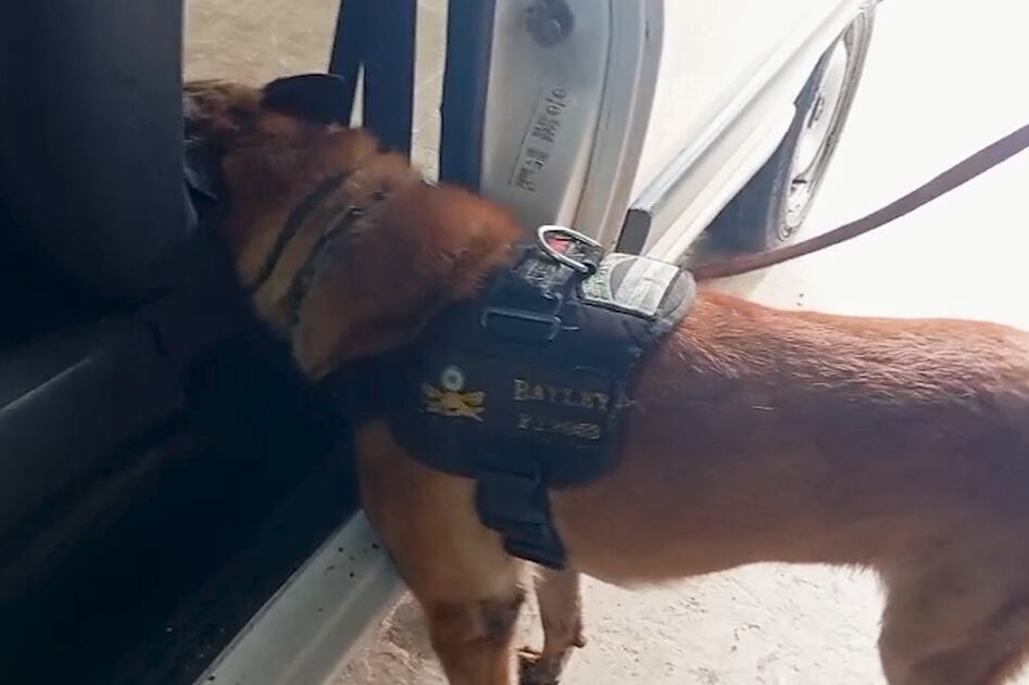 "Bayley", el can antinarcóticos de la GNA, en acción, revisando el utilitario donde finalmente se halló casi sesenta kilos de cocaína.