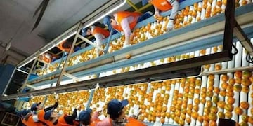 Exportaciones de cítricos argentinos