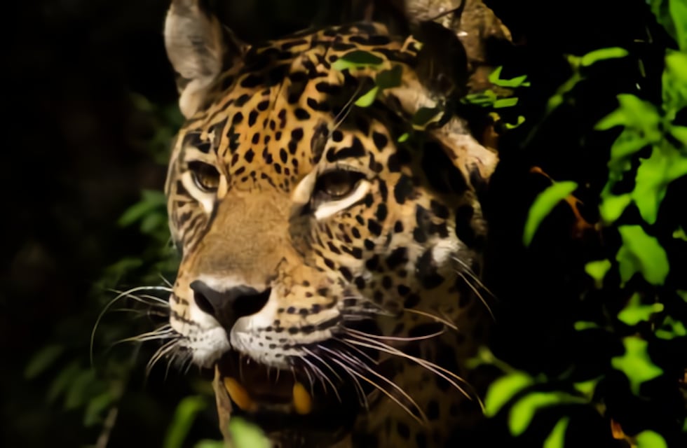 Denunciaron caza ilegal de yaguaretés por parte de ciudadanos de Bolivia en territorio salteño