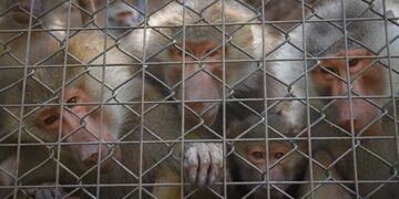 Comienzan las obras de remodelación del Ecoparque de Mendoza (Claudio Gutiérrez / Archivo Los Andes).