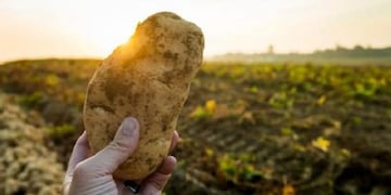 Fortalecen la sanidad del Valle de Tafí para la producción de papa semilla.