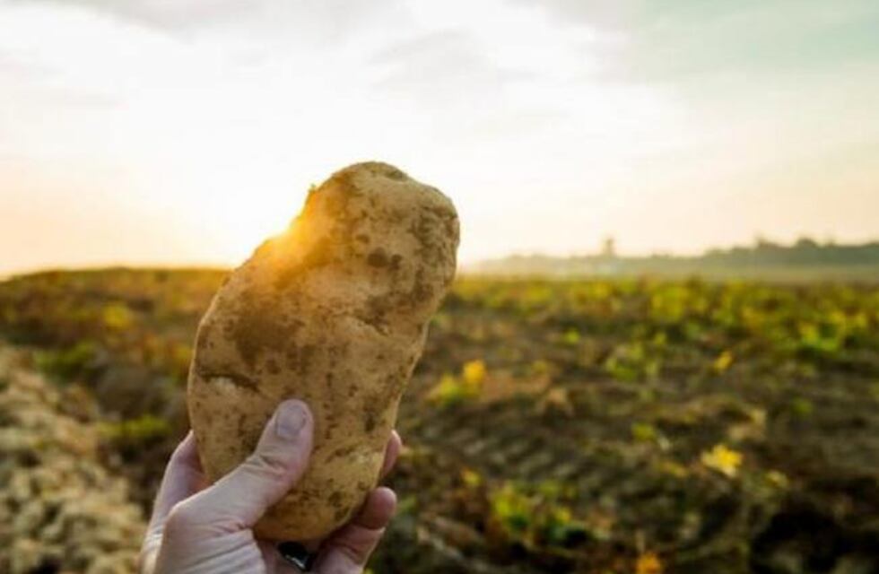 Impulsan la producción sustentable de papa semilla en Tafí del Valle