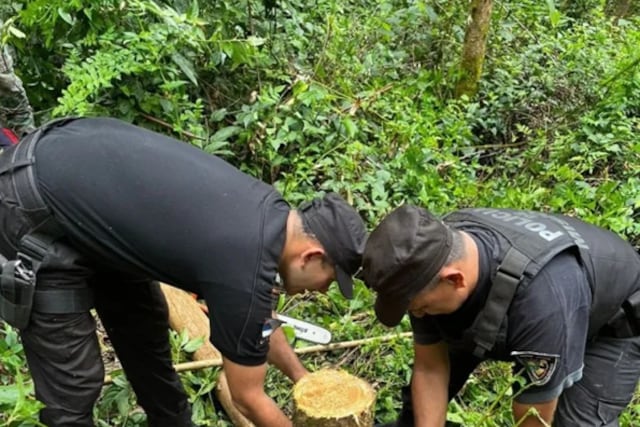 Puerto Libertad: detienen a dos hombres por tala ilegal en un predio forestal privado.