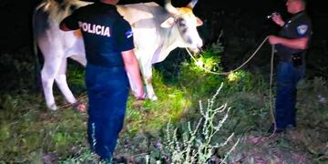 Gobernador López: recuperaron una cabeza de ganado vacuno robado.