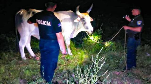 Gobernador López: recuperaron una cabeza de ganado vacuno robado.