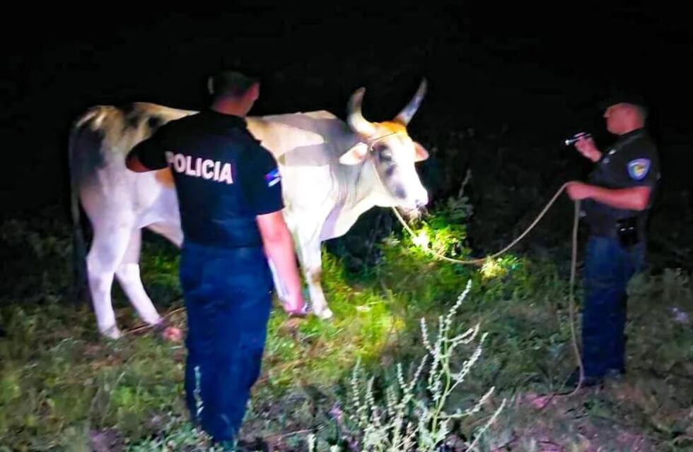 Gobernador López: recuperaron una cabeza de ganado vacuno robado
