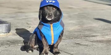 Mentirita, la perrita que acompaña a los empleados de una estación de servicios en Río Gallegos.