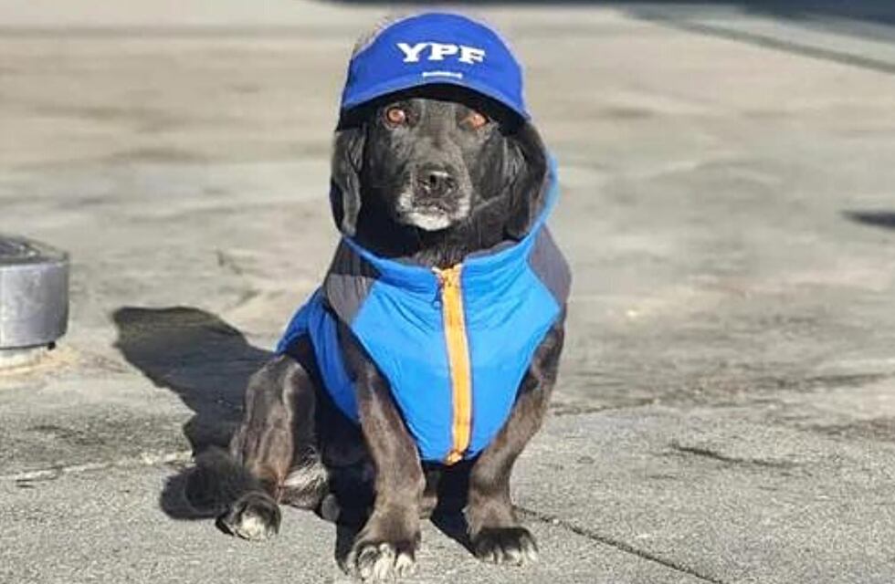 Conocé a Mentirita, la perra de Río Gallegos que siempre acompaña a los empleados de una estación de servicio