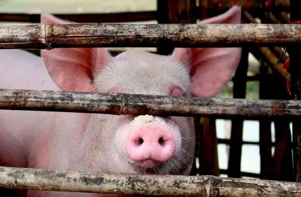 Un brote de triquinosis encendió las alarmas en una ciudad al sur de Rosario