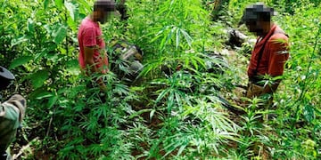 Hallaron una plantación de marihuana en plena selva misionera