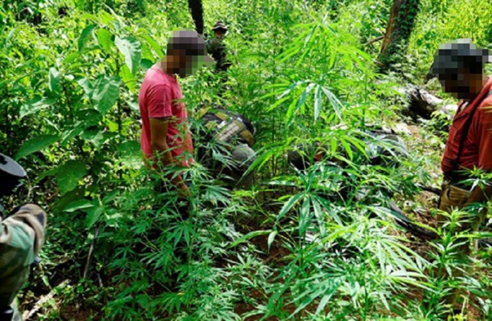 Hallaron una plantación de marihuana en plena selva misionera