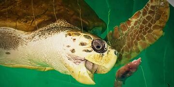 Tortugo Jorge cumple un año en Mar del Plata.