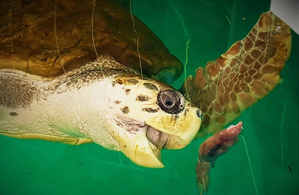 El Tortugo Jorge cumplió un año en Mar del Plata: evalúan su adaptación para devolverlo al mar
