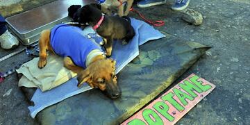 La realidad que viven los perros en adopción (La Voz / Archivo).