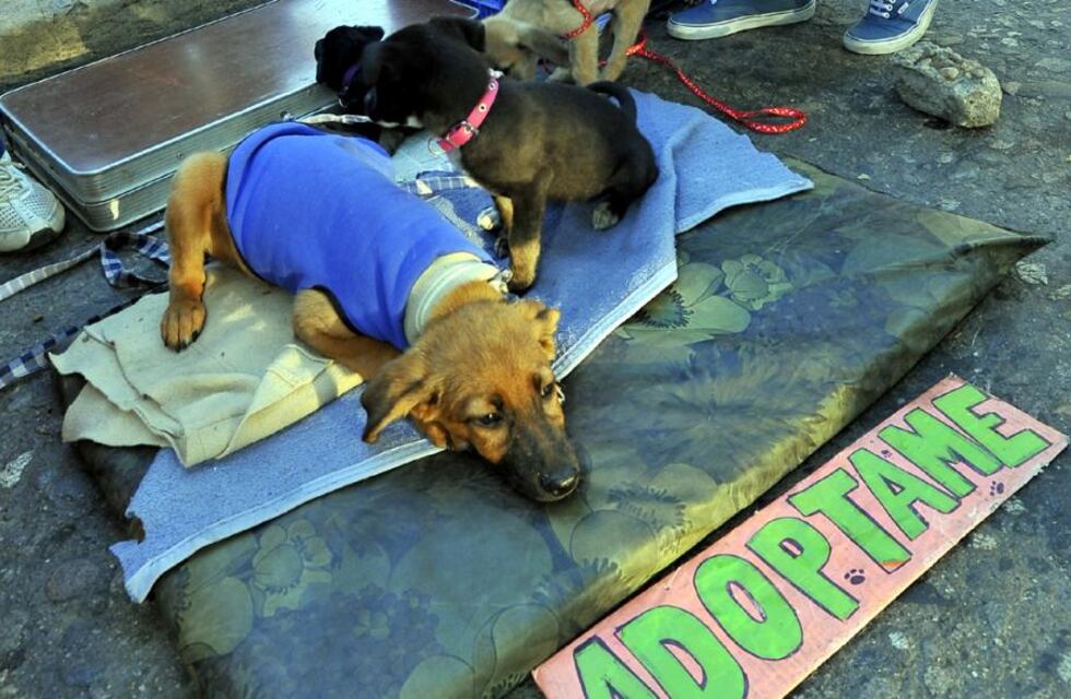 Un emotivo video explica qué no pedir al adoptar un perro