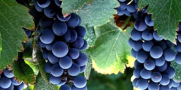 La estimación de cosecha es 35% menos sobre un año normal