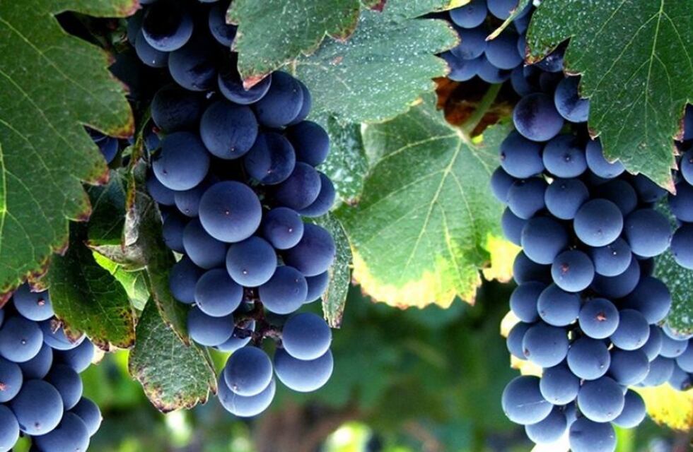 Por la crisis hídrica, calculan que la producción de uva caerá un 35% en la próxima cosecha