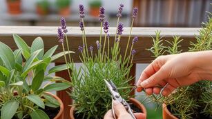 Cuáles son las 3 plantas que tenés que podar en primavera para que florezcan al máximo
