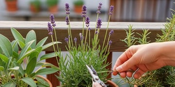 Cuáles son las 3 plantas que tenés que podar en primavera para que florezcan al máximo