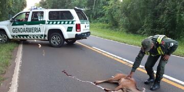 Al momento del hallazgo, el animal ya estaba sin vida.