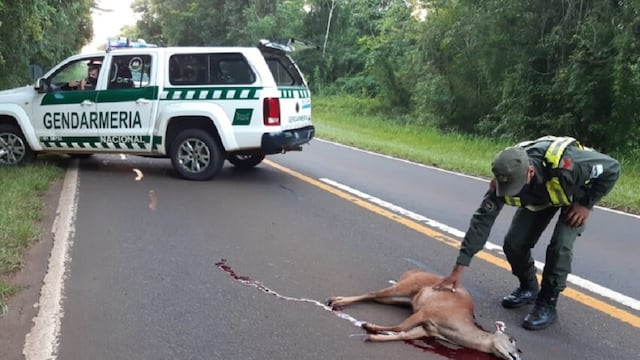 Al momento del hallazgo, el animal ya estaba sin vida.