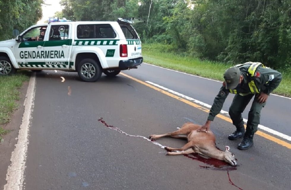 Parque Nacional Iguazú: atropellaron y mataron a un venado