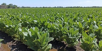 Se acreditan más de $583 millones a través de la segunda grilla del Fondo Especial del Tabaco.