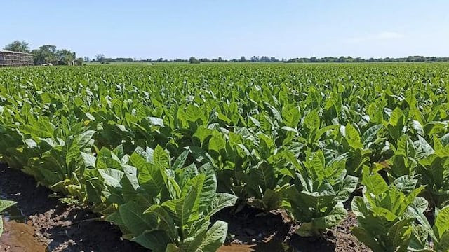 Plantación de tabaco al sur de Tucumán.