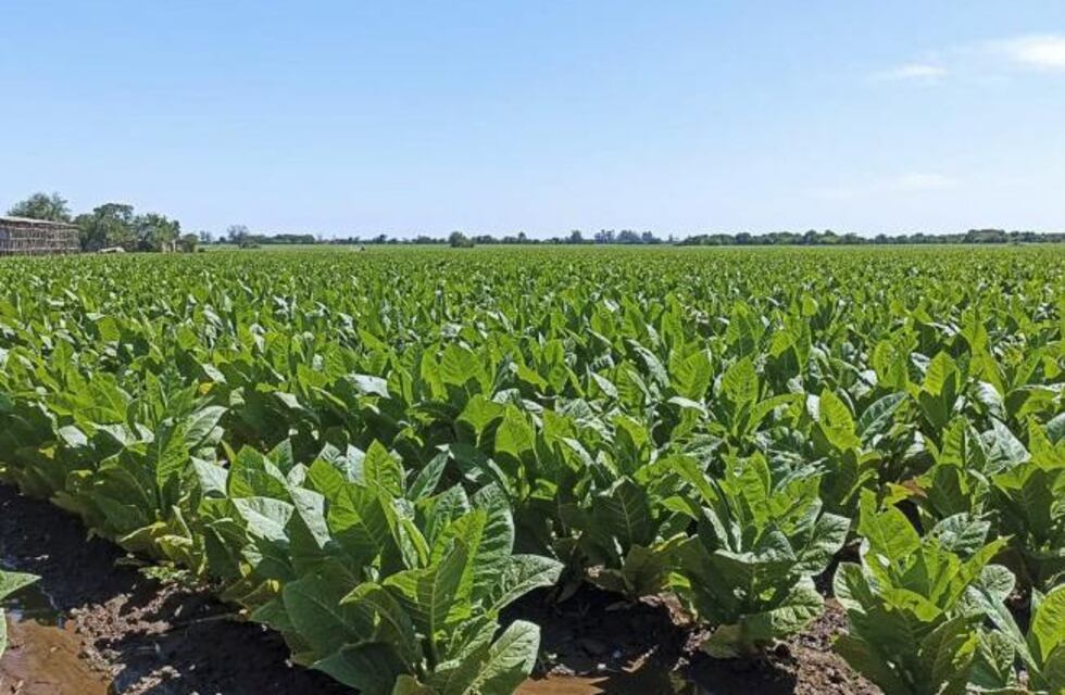 Tabacaleros tucumanos cobran la primera grilla de febrero