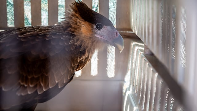 Regresaron a su hábitat a 21 aves que habían sido rescatadas en cautiverio y luego de rehabilitarlas. Foto: Prensa Ministerio de Ambiente y Energía.