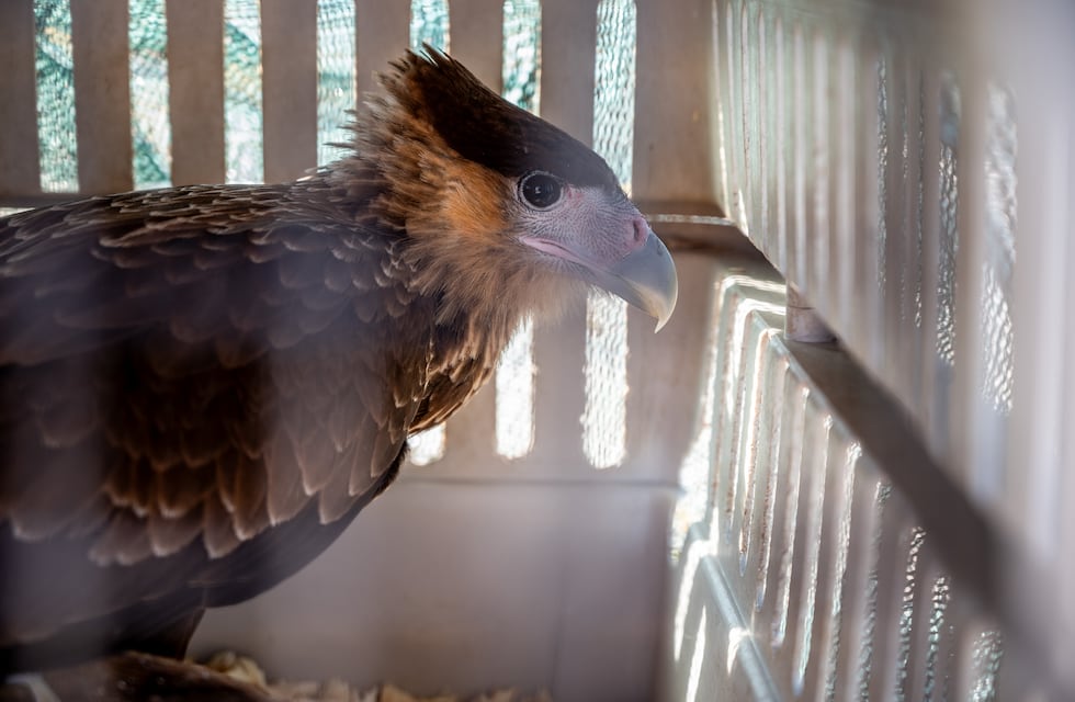 Aves en cautivero: la policía ambiental rescató más de 70 y fueron trasladadas a un centro de protección animal