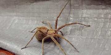 ¿Qué significa soñar con arañas?